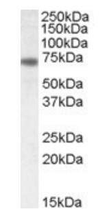 Netrin 1 Antibody
