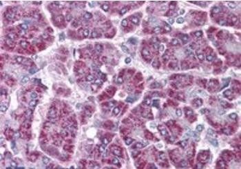TRAF2 Antibody