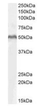 LEF1 Antibody
