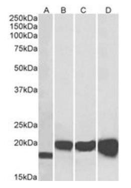 SOD1 Antibody