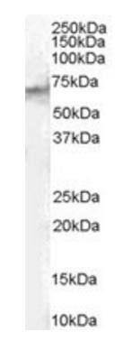STAM2 Antibody