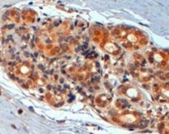 WNT3 Antibody