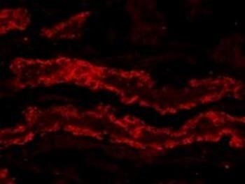 GPX3 Antibody