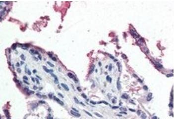 GPX3 Antibody