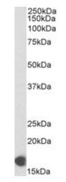 Goat anti-COX4I1, Biotinylated Antibody