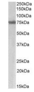 MARCH7/Axotrophin Antibody
