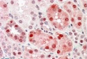 DNMT1 Antibody