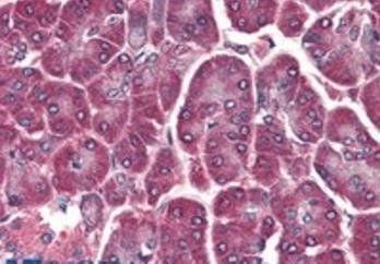 DAGLA Antibody