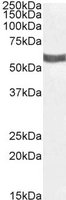 P2X4/P2X4R Antibody