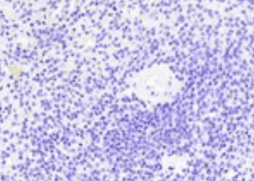 Thrombospondin Antibody