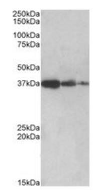 PPP2R4/PP2A Antibody