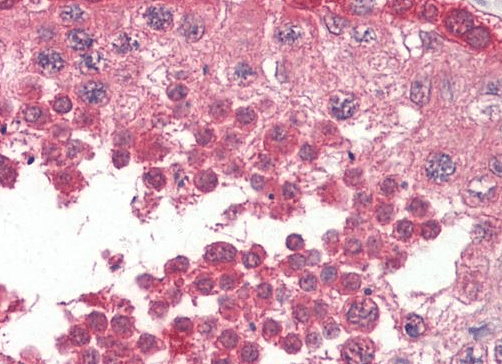 PPP2R4/PP2A Antibody