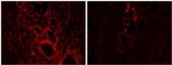 HMOX2 Antibody