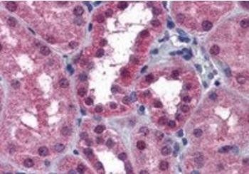 P2RX7/P2X7 receptor Antibody
