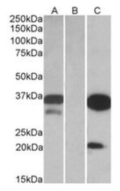 DAPP1/BAM32 Antibody