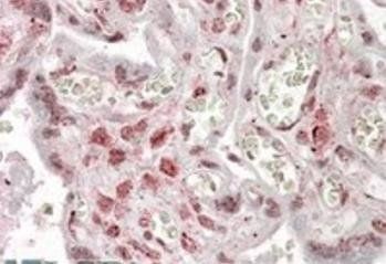 MLX Antibody