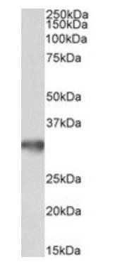 GOLPH3 Antibody