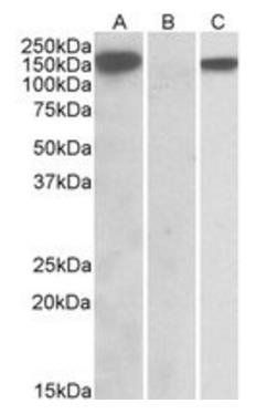 Goat anti-NALP2 / PAN1 Antibody