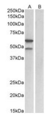 E2F3 (mouse) Antibody