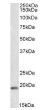 CIRBP (aa 161-172), Biotinylated Antibody