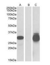 PPPDE1/PNAS4 Antibody