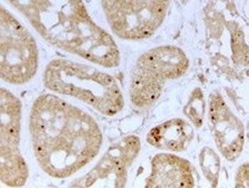 NOLC1 Antibody