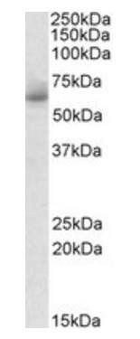 RHCG Antibody