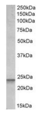 Goat anti-BBC3 Antibody