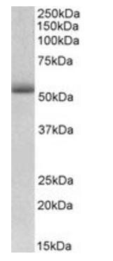 TRIM72 Antibody
