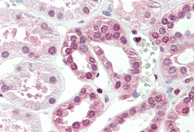 TGM7 Antibody