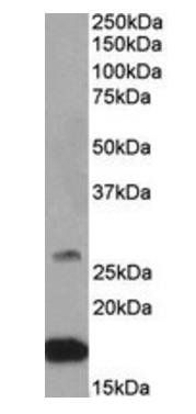 CNTF Antibody