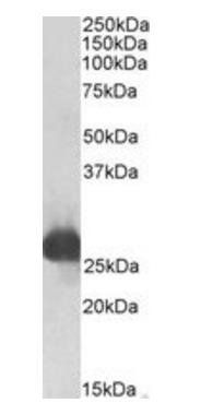 Gsta3 (rat) Antibody