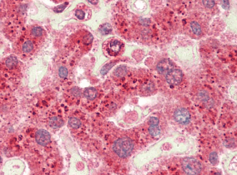 Crot (rat) Antibody