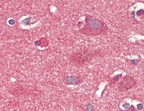 Crot (rat) Antibody