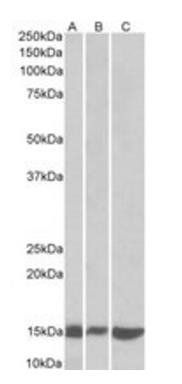 galectin-1 (mouse) Antibody