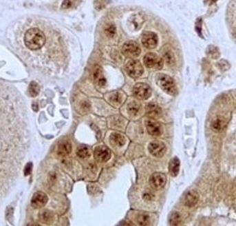 JAG1 Antibody