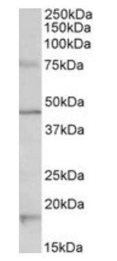 Htr1a (mouse) Antibody