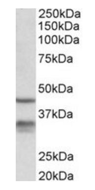 Hsd11b1 (mouse) Antibody