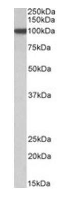 ARNT (aa558-570) Antibody