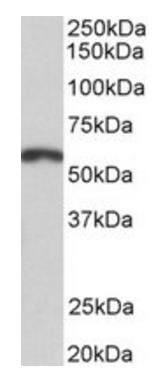 PAX3 Antibody