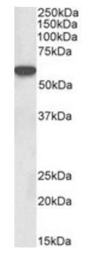 LCK (aa39-52) Antibody