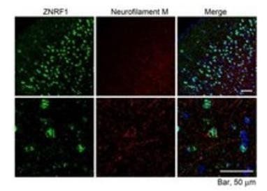 ZNRF1 (mouse) Antibody