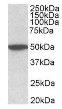CHRM2 (aa352-364) Antibody
