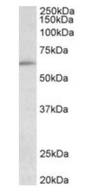 HIC2 (aa188-200) Antibody