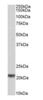 MRG/MORF4L binding protein Antibody