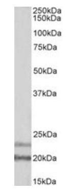 IL-17D (aa55-65) Antibody