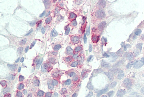 Goat anti-IL-17D Antibody