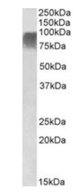 Goat anti-Prdm9 (rat aa440-451) Antibody