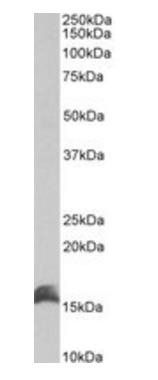Goat anti-CutA protein Antibody