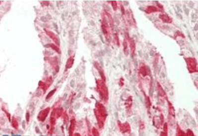 NELL2 Antibody